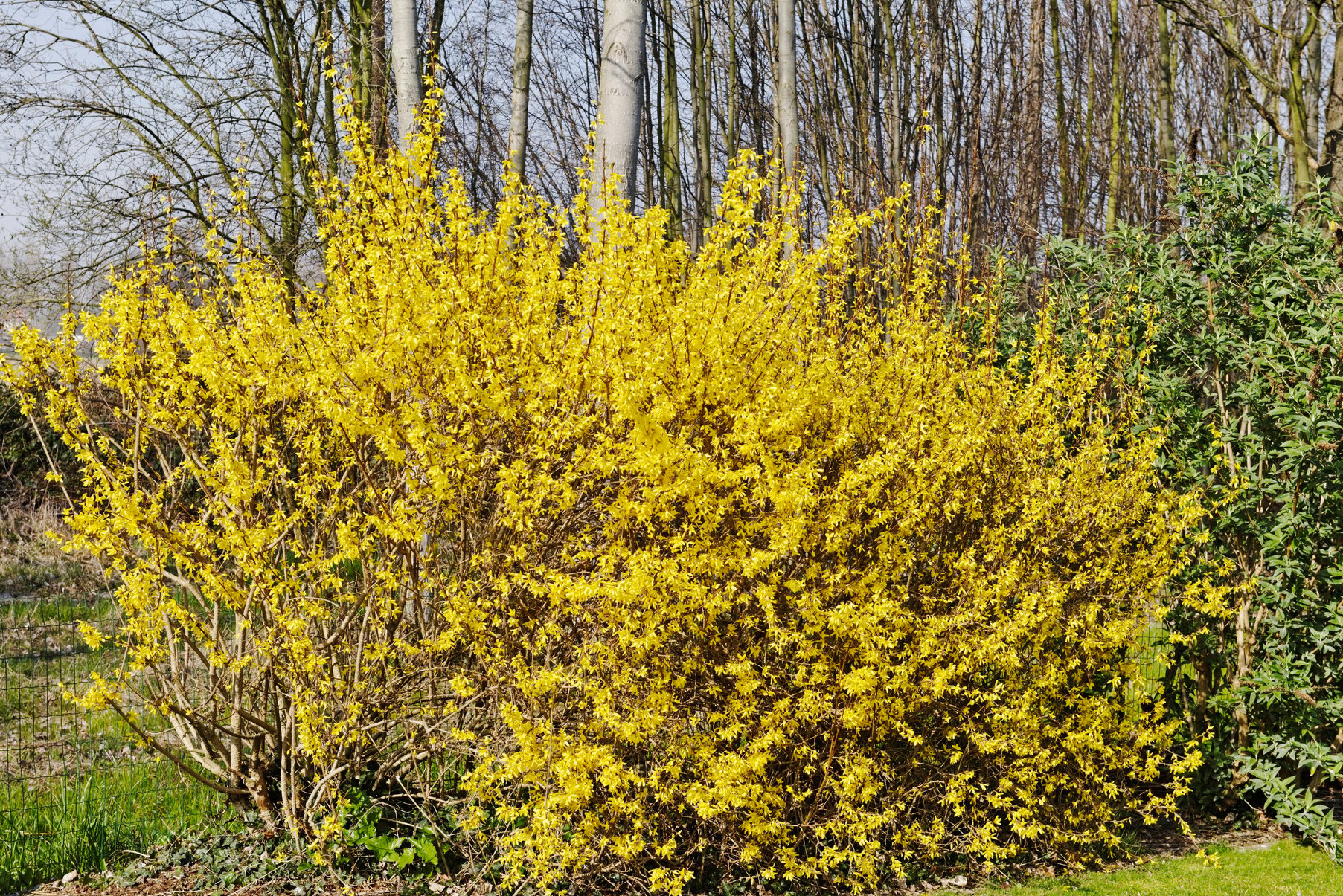 Forsythia